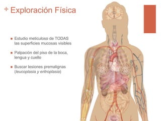 + Exploración Física
 Estudio meticuloso de TODAS
las superficies mucosas visibles
 Palpación del piso de la boca,
lengua y cuello
 Buscar lesiones premalignas
(leucoplasia y eritroplasia)
 