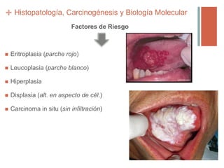 +
Factores de Riesgo
 Eritroplasia (parche rojo)
 Leucoplasia (parche blanco)
 Hiperplasia
 Displasia (alt. en aspecto de cél.)
 Carcinoma in situ (sin infiltración)
Histopatología, Carcinogénesis y Biología Molecular
 