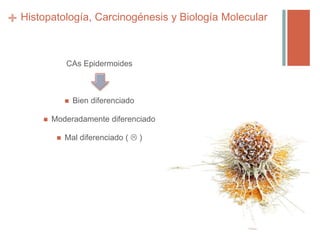 + Histopatología, Carcinogénesis y Biología Molecular
CAs Epidermoides
 Bien diferenciado
 Moderadamente diferenciado
 Mal diferenciado (  )
 