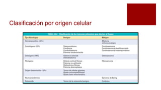 Clasificación por origen celular
 