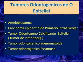 Tumores Odontogenicos de O Epitelial <ul><li>Ameloblastoma  </li></ul><ul><li>Carcinoma epidermoide Primario Intraalveolar...