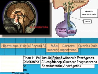 HORMONAS
Tiroides
Tiroxina
Calcitonina
Paratiroides
H. Paratiroidea
Hipófisis
LH
FSH
Oxitocina
Prolactina
Páncreas
Insulina
Glucagón
Somatostatina
Médula
suprarrenal
Epinefrina
Norepinefrina
Corteza
suprerrenal
Mineralocorticoides
Glucocorticoides
Andrógenos
Testículos
Andróg
(testos
Ovarios
Estrógenos
Progesterona
Hipotálamo
Liberadores e
Inhibidores
Oxitocina
Antidiurética
en
GLÁNDULAS
 