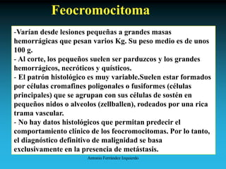 Antonio Ferrández Izquierdo
Feocromocitoma
-Varían desde lesiones pequeñas a grandes masas
hemorrágicas que pesan varios Kg. Su peso medio es de unos
100 g.
- Al corte, los pequeños suelen ser parduzcos y los grandes
hemorrágicos, necróticos y quísticos.
- El patrón histológico es muy variable.Suelen estar formados
por células cromafines poligonales o fusiformes (células
principales) que se agrupan con sus células de sostén en
pequeños nidos o alveolos (zellballen), rodeados por una rica
trama vascular.
- No hay datos histológicos que permitan predecir el
comportamiento clínico de los feocromocitomas. Por lo tanto,
el diagnóstico definitivo de malignidad se basa
exclusivamente en la presencia de metástasis.
 