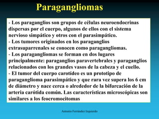 Antonio Ferrández Izquierdo
Paragangliomas
- Los paraganglios son grupos de células neuroendocrinas
dispersas por el cuerpo, algunos de ellos con el sistema
nervioso simpático y otros con el parasimpático.
- Los tumores originados en los paraganglios
extrasuparrenales se conocen como paragangliomas.
- Los paragangliomas se forman en dos lugares
principalmente: paraganglios paravertebrales y paraganglios
relacionados con los grandes vasos de la cabeza y el cuello.
- El tumor del cuerpo carotídeo es un prototipo de
paraganglioma parasimpático y que rara vez supera los 6 cm
de diámetro y nace cerca o alrededor de la bifurcación de la
arteria carótida común. Las características microscópicas son
similares a los feocromocitomas
 
