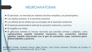 NEUROANATOMIA
´ El páncreas, es inervado por sistema nervioso simpático y el parasimpático.
´ Las células acinares à la secreción exocrina.
´ Las células de los islotes que se encargan de la secreción endocrina
´ El sistema parasimpático estimula la secreción endocrina y exocrina.
´ El simpático la inhibe.
´ Al páncreas también lo inervan neuronas que secretan aminas y péptidos, como
somatostatina, péptido intestinal vasoactivo (vip, vasoactive intestinal
peptide), péptido relacionado con el gen de calcitonina (cgrp, calcitonin gene-
related peptide) y galanina.
Brunicardi Charles, Anderson Danna, Billiar Timothy, Dunn David. Schwartz, Principios de Cirugía 10
edición. México DF: The McGraw-Hill ; 2015. P 1346.
 