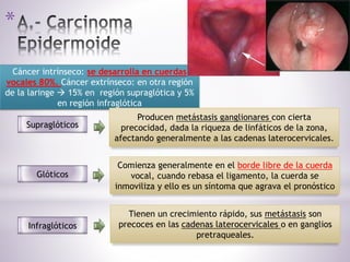 *
Cáncer intrínseco: se desarrolla en cuerdas
vocales 80%. Cáncer extrínseco: en otra región
de la laringe  15% en región supraglótica y 5%
en región infraglótica
Supraglóticos
Producen metástasis ganglionares con cierta
precocidad, dada la riqueza de linfáticos de la zona,
afectando generalmente a las cadenas laterocervicales.
Glóticos
Comienza generalmente en el borde libre de la cuerda
vocal, cuando rebasa el ligamento, la cuerda se
inmoviliza y ello es un síntoma que agrava el pronóstico
Infraglóticos
Tienen un crecimiento rápido, sus metástasis son
precoces en las cadenas laterocervicales o en ganglios
pretraqueales.
 