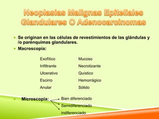  Se originan en las células de revestimientos de las glándulas y
  /o parénquimas glandulares.
 Macroscopía:

            Exofítico              Mucoso
            Infiltrante            Necrotizante
            Ulcerativo             Quístico
            Escirro                Hemorrágico
            Anular                 Sólido

   Microscopía:          Bien diferenciado
                          Semidiferenciado
                          indiferenciado
 