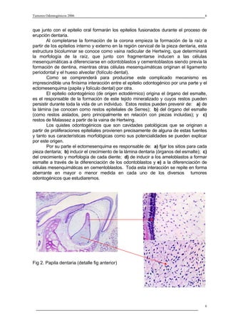 Tumores Odontogénicos 2006                                                               6



que junto con el epitelio oral formarán los epitelios fusionados durante el proceso de
erupción dentaria.
        Al completarse la formación de la corona empieza la formación de la raíz a
partir de los epitelios interno y externo en la región cervical de la pieza dentaria, esta
estructura bicolumnar se conoce como vaina radicular de Hertwing, que determinará
la morfología de la raíz, que junto con fragmentarse inducen a las células
mesenquimáticas a diferenciarse en odontoblastos y cementoblastos siendo previa la
formación de dentina, mientras otras células mesenquimáticas originan el ligamento
periodontal y el hueso alveolar (folículo dental).
        Como se comprenderá para producirse este complicado mecanismo es
imprescindible una finísima interacción entre el epitelio odontogénico por una parte y el
ectomesenquima (papila y folículo dental) por otra.
        El epitelio odontogénico (de origen ectodérmico) origina el órgano del esmalte,
es el responsable de la formación de este tejido mineralizado y cuyos restos pueden
persistir durante toda la vida de un individuo. Estos restos pueden prevenir de: a) de
la lámina (se conocen como restos epiteliales de Serres); b) del órgano del esmalte
(como restos aislados, pero principalmente en relación con piezas incluidas); y c)
restos de Malassez a partir de la vaina de Hertwing.
        Los quistes odontogénicos que son cavidades patológicas que se originan a
partir de proliferaciones epiteliales provienen precisamente de alguna de estas fuentes
y tanto sus características morfológicas como sus potencialidades se pueden explicar
por este origen.
        Por su parte el ectomesenquima es responsable de: a) fijar los sitios para cada
pieza dentaria; b) inducir el crecimiento de la lámina dentaria (órganos del esmalte); c)
del crecimiento y morfología de cada diente; d) de inducir a los ameloblastos a formar
esmalte a través de la diferenciación de los odontoblastos y e) a la diferenciación de
células mesenquimáticas en cementoblastos. Toda esta interacción se repite en forma
aberrante en mayor o menor medida en cada uno de los diversos tumores
odontogénicos que estudiaremos.




Fig 2. Papila dentaria (detalle fig anterior)




                                                                                         6
 