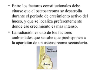 • Entre los factores constitucionales debe
  citarse que el osteosarcoma se desarrolla
  durante el periodo de crecimiento activo del
  hueso, y que se localiza preferentemente
  donde ese crecimiento es mas intenso.
• La radiación es uno de los factores
  ambientales que se sabe que predisponen a
  la aparición de un osteosarcoma secundario.
 