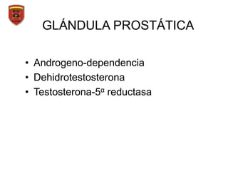 • Androgeno-dependencia
• Dehidrotestosterona
• Testosterona-5α reductasa
GLÁNDULA PROSTÁTICA
 