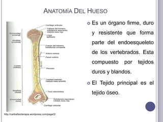 ANATOMÍA DEL HUESO
                                                     Es un órgano firme, duro
                                                      y resistente que forma
                                                      parte del endoesqueleto
                                                      de los vertebrados. Esta
                                                      compuesto      por   tejidos
                                                      duros y blandos.

                                                     El Tejido principal es el
                                                      tejido óseo.


http://carlosfisioterapia.wordpress.com/page/2/
 