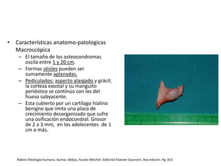 • Características anatomo-patologicas
Macroscópica
– El tamaño de los osteocondromas
oscila entre 1 y 20 cm.
– Formas sésiles pueden ser
sumamente aplanadas.
– Pediculados: aspecto alargado y grácil;
la corteza exostal y su manguito
perióstico se continúa con los del
hueso subyacente.
– Esta cubierto por un cartílago hialino
benigno que imita una placa de
crecimiento desorganizado que sufre
una osificación endocondral. Grosor
de 2 a 3 mm, en los adolecentes de 1
cm o más.

Robins Patología humana. Kumar, Abbas, Fausto Mitchel. Editorial Elseiver Saunsers. 8va edicion. Pg. 815

 