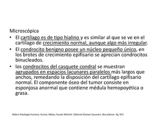 Microscópica
• El cartílago es de tipo hialino y es similar al que se ve en el
cartílago de crecimiento normal, aunque algo más irregular.
• El condrocito benigno posee un núcleo pequeño único, en
los brotes de crecimiento epifisario se aprecian condrocitos
binucleados.
• los condrocitos del casquete condral se muestran
agrupados en espacios lacunares paralelos más largos que
anchos, remedando la disposición del cartílago epifisario
normal. El componente óseo del tumor consiste en
esponjosa anormal que contiene médula hemopoyética o
grasa.

Robins Patología humana. Kumar, Abbas, Fausto Mitchel. Editorial Elseiver Saunsers. 8va edicion. Pg. 815

 