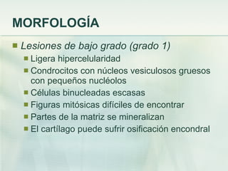 MORFOLOGÍA Lesiones de bajo grado (grado 1)  Ligera hipercelularidad  Condrocitos con núcleos vesiculosos gruesos con pequeños nucléolos Células binucleadas escasas  Figuras mitósicas difíciles de encontrar  Partes de la matriz se mineralizan  El cartílago puede sufrir osificación encondral 