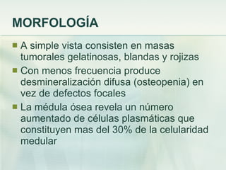 MORFOLOGÍA A simple vista consisten en masas tumorales gelatinosas, blandas y rojizas Con menos frecuencia produce desmineralización difusa (osteopenia) en vez de defectos focales La médula ósea revela un número aumentado de células plasmáticas que constituyen mas del 30% de la celularidad medular 