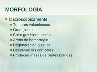 MORFOLOGÍA Macroscópicamente Tumores voluminosos Granujientos Color gris blanquecino  Áreas de hemorragia Degeneración quistica Destruyen las corticales Producen masas de partes blandas 