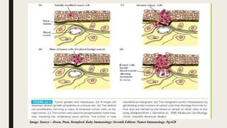 Image. Source – Owen, Punt, Stranford: Kuby Immunology: Seventh Edition: Tumor Immunology: Pg:628
 