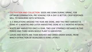 • CULTIVATION AND COLLECTION: SEEDS ARE SOWN DURING SPRING, FOR
OPTIMUM GERMINATION, PRE SOAKING FOR A DAY IS BETTER. CROP RESPONDS
WELL TO MANURING WITH NITROGEN.
• 4-5 IRRIGATIONS AROUND THE YEAR ARE DONE, AND THE FIRST HARVEST IS
DONE AT 6 MONTHS AND LATER HARVESTING DONE AT A 3 MONTHS INTERVAL.
• ROOTS ARE HARVESTED ONCE A YEAR, TWO LEAF STRIPINGS OBTAINED IN THIS
PERIOD AND THIRD WHEN WHOLE PLANT IS HARVESTED.
• LEAVES AND ROOTS ARE THAN WASHED AND DRIED UNDER SHADE, FROM
WHICH EXTRACTION OF ALKALOIDS IS DONE LATERLY.
 