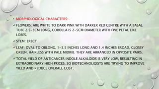 • MORPHOLOGICAL CHARACTERS:-
FLOWERS: ARE WHITE TO DARK PINK WITH DARKER RED CENTRE WITH A BASAL
TUBE 2.5-3CM LONG, COROLLA IS 2-5CM DIAMETER WITH FIVE PETAL LIKE
LOBES.
STEM: ERECT
LEAF: OVAL TO OBLONG, 1-3.5 INCHES LONG AND 1.4 INCHES BROAD, GLOSSY
GREEN, HAIRLESS WITH PALE MIDRIB. THEY ARE ARRANGED IN OPPOSITE PAIRS.
TOTAL YIELD OF ANTICANCER INDOLE ALKALOIDS IS VERY LOW, RESULTING IN
EXTRAORDINARY HIGH PRICES. SO BIOTECHNOLIGISTS ARE TRYING TO IMPROVE
YIELD AND REDUCE OVERALL COST.
 