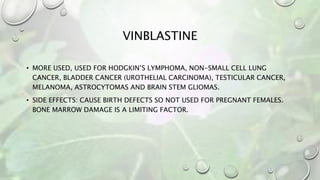 VINBLASTINE
• MORE USED, USED FOR HODGKIN’S LYMPHOMA, NON-SMALL CELL LUNG
CANCER, BLADDER CANCER (UROTHELIAL CARCINOMA), TESTICULAR CANCER,
MELANOMA, ASTROCYTOMAS AND BRAIN STEM GLIOMAS.
• SIDE EFFECTS: CAUSE BIRTH DEFECTS SO NOT USED FOR PREGNANT FEMALES.
BONE MARROW DAMAGE IS A LIMITING FACTOR.
 