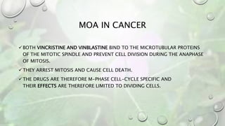 MOA IN CANCER
BOTH VINCRISTINE AND VINBLASTINE BIND TO THE MICROTUBULAR PROTEINS
OF THE MITOTIC SPINDLE AND PREVENT CELL DIVISION DURING THE ANAPHASE
OF MITOSIS.
THEY ARREST MITOSIS AND CAUSE CELL DEATH.
THE DRUGS ARE THEREFORE M-PHASE CELL-CYCLE SPECIFIC AND
THEIR EFFECTS ARE THEREFORE LIMITED TO DIVIDING CELLS.
 