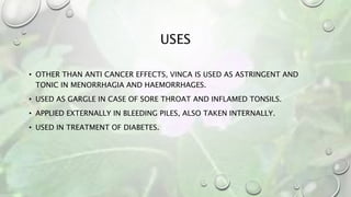 USES
• OTHER THAN ANTI CANCER EFFECTS, VINCA IS USED AS ASTRINGENT AND
TONIC IN MENORRHAGIA AND HAEMORRHAGES.
• USED AS GARGLE IN CASE OF SORE THROAT AND INFLAMED TONSILS.
• APPLIED EXTERNALLY IN BLEEDING PILES, ALSO TAKEN INTERNALLY.
• USED IN TREATMENT OF DIABETES.
 