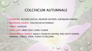 COLCHICUM AUTUMNALE
• SYNONYMS: AUTUMN CROCUS, MEADOW SAFFRON, SURANJAAN SHIREEN.
• BIOLOGICAL SOURCE: COLCHICUM AUTUMNALE
• FAMILY: LILIACEAE
• PARTS USED: DRIED SEED, CORM, FLOWER
• GEOGRAPHICAL SOURCE: MAINLY FOUND IN CENTRAL AND SOUTH EUROPE,
GERMANY, GREECE, SPAIN, TURKEY & ENGLAND.
 
