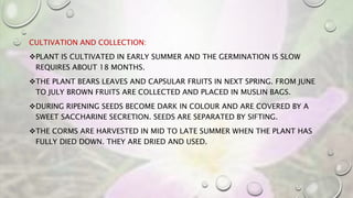CULTIVATION AND COLLECTION:
PLANT IS CULTIVATED IN EARLY SUMMER AND THE GERMINATION IS SLOW
REQUIRES ABOUT 18 MONTHS.
THE PLANT BEARS LEAVES AND CAPSULAR FRUITS IN NEXT SPRING. FROM JUNE
TO JULY BROWN FRUITS ARE COLLECTED AND PLACED IN MUSLIN BAGS.
DURING RIPENING SEEDS BECOME DARK IN COLOUR AND ARE COVERED BY A
SWEET SACCHARINE SECRETION. SEEDS ARE SEPARATED BY SIFTING.
THE CORMS ARE HARVESTED IN MID TO LATE SUMMER WHEN THE PLANT HAS
FULLY DIED DOWN. THEY ARE DRIED AND USED.
 