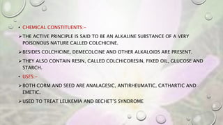 • CHEMICAL CONSTITUENTS:-
THE ACTIVE PRINCIPLE IS SAID TO BE AN ALKALINE SUBSTANCE OF A VERY
POISONOUS NATURE CALLED COLCHICINE.
BESIDES COLCHICINE, DEMECOLCINE AND OTHER ALKALOIDS ARE PRESENT.
THEY ALSO CONTAIN RESIN, CALLED COLCHICORESIN, FIXED OIL, GLUCOSE AND
STARCH.
• USES:-
BOTH CORM AND SEED ARE ANALAGESIC, ANTIRHEUMATIC, CATHARTIC AND
EMETIC.
USED TO TREAT LEUKEMIA AND BECHET’S SYNDROME
 