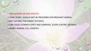 • PRECAUTIONS OR SIDE EFFECTS:-
TOXIC PLANT, SHOULD NOT BE PRESCRIBES FOR PREGNANT WOMEN.
NOT SUITABLE FOR KIDNEY PATIENTS.
CAN CAUSE STOMACH UPSET AND DIARRHEA, SEVERE GASTRIC DISTRESS.
INHIBIT NORMAL CELL GROWTH.
 