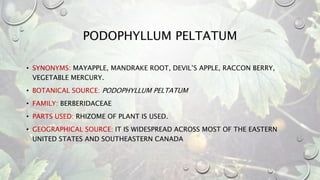 PODOPHYLLUM PELTATUM
• SYNONYMS: MAYAPPLE, MANDRAKE ROOT, DEVIL’S APPLE, RACCON BERRY,
VEGETABLE MERCURY.
• BOTANICAL SOURCE: PODOPHYLLUM PELTATUM
• FAMILY: BERBERIDACEAE
• PARTS USED: RHIZOME OF PLANT IS USED.
• GEOGRAPHICAL SOURCE: IT IS WIDESPREAD ACROSS MOST OF THE EASTERN
UNITED STATES AND SOUTHEASTERN CANADA
 