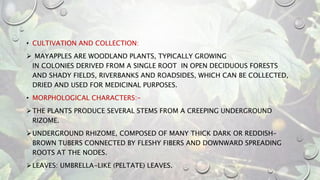 • CULTIVATION AND COLLECTION:
 MAYAPPLES ARE WOODLAND PLANTS, TYPICALLY GROWING
IN COLONIES DERIVED FROM A SINGLE ROOT IN OPEN DECIDUOUS FORESTS
AND SHADY FIELDS, RIVERBANKS AND ROADSIDES, WHICH CAN BE COLLECTED,
DRIED AND USED FOR MEDICINAL PURPOSES.
• MORPHOLOGICAL CHARACTERS:-
THE PLANTS PRODUCE SEVERAL STEMS FROM A CREEPING UNDERGROUND
RIZOME.
UNDERGROUND RHIZOME, COMPOSED OF MANY THICK DARK OR REDDISH-
BROWN TUBERS CONNECTED BY FLESHY FIBERS AND DOWNWARD SPREADING
ROOTS AT THE NODES.
LEAVES: UMBRELLA-LIKE (PELTATE) LEAVES.
 