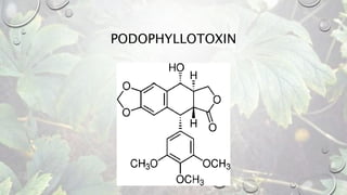 PODOPHYLLOTOXIN
 
