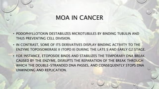 MOA IN CANCER
• PODOPHYLLOTOXIN DESTABILIZES MICROTUBULES BY BINDING TUBULIN AND
THUS PREVENTING CELL DIVISION.
• IN CONTRAST, SOME OF ITS DERIVATIVES DISPLAY BINDING ACTIVITY TO THE
ENZYME TOPOISOMERASE II (TOPO II) DURING THE LATE S AND EARLY G2 STAGE.
• FOR INSTANCE, ETOPOSIDE BINDS AND STABILIZES THE TEMPORARY DNA BREAK
CAUSED BY THE ENZYME, DISRUPTS THE REPARATION OF THE BREAK THROUGH
WHICH THE DOUBLE-STRANDED DNA PASSES, AND CONSEQUENTLY STOPS DNA
UNWINDING AND REPLICATION.
 