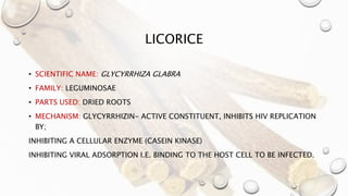 LICORICE
• SCIENTIFIC NAME: GLYCYRRHIZA GLABRA
• FAMILY: LEGUMINOSAE
• PARTS USED: DRIED ROOTS
• MECHANISM: GLYCYRRHIZIN- ACTIVE CONSTITUENT, INHIBITS HIV REPLICATION
BY;
INHIBITING A CELLULAR ENZYME (CASEIN KINASE)
INHIBITING VIRAL ADSORPTION I.E. BINDING TO THE HOST CELL TO BE INFECTED.
 