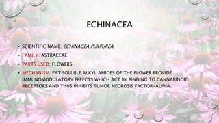 ECHINACEA
• SCIENTIFIC NAME: ECHINACEA PURPUREA
• FAMILY: ASTRACEAE
• PARTS USED: FLOWERS
• MECHANISM: FAT SOLUBLE ALKYL AMIDES OF THE FLOWER PROVIDE
IMMUNOMODULATORY EFFECTS WHICH ACT BY BINDING TO CANNABINOID
RECEPTORS AND THUS INHIBITS TUMOR NECROSIS FACTOR-ΑLPHA.
 