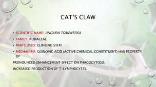 CAT’S CLAW
• SCIENTIFIC NAME: UNCARIA TOMENTOSA
• FAMILY: RUBIACEAE
• PARTS USED: CLIMBING STEM
• MECHANISM: QUINOVIC ACID (ACTIVE CHEMICAL CONSTITUENT) HAS PROPERTY
OF
PRONOUNCED ENHANCEMENT EFFECT ON PHAGOCYTOSIS.
INCREASED PRODUCTION OF T-LYMPHOCYTES.
 