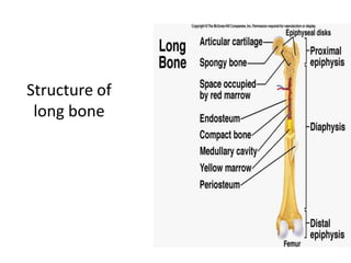Structure of
long bone
 