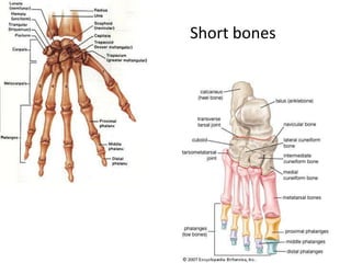 Short bones
 