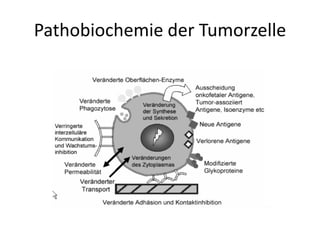 Pathobiochemie der Tumorzelle
 