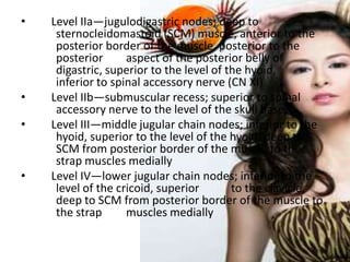       Level IIa—jugulodigastric nodes; deep to 			sternocleidomastoid (SCM) muscle, anterior to the 	posterior border of t...