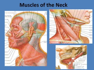 Muscles of the Neck<br />
