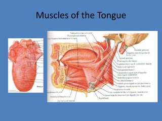 Muscles of the Tongue<br />