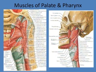 Muscles of Palate & Pharynx<br />
