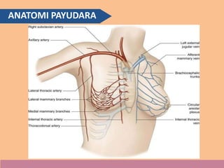 ANATOMI PAYUDARA
 