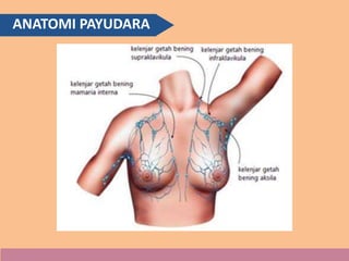 ANATOMI PAYUDARA
 