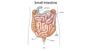Small Intestine
 
