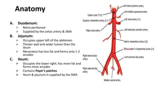 Anatomy
A. Duodenum:
 Retro-peritoneal
 Supplied by the celiac artery & SMA
B. Jejunum:
 Occupies upper left of the abdomen
 Thicker wall and wider lumen than the
ileum
 Mesentery has less fat and forms only 1-2
arcades
C. Ileum:
 Occupies the lower right; has more fat and
forms more arcades
 Contains Payer’s patches
 Ileum & jejunum is supplied by the SMA
 