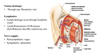 Venous drainage:
• Through sup. Mesenteric vein
Lymphatics:
• Lymph drainage occur through lymphatic
vessel
• Lymhmesenteric LNcisterna
chylithoracic ductLt subclavian vein
Nerve supply:
• Parasympathetic- vagus
• Sympathetic- splanchnic
 