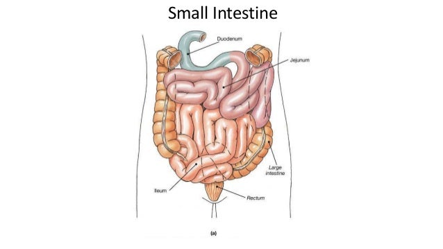 Tumor small intestine celiac intestine diagram 